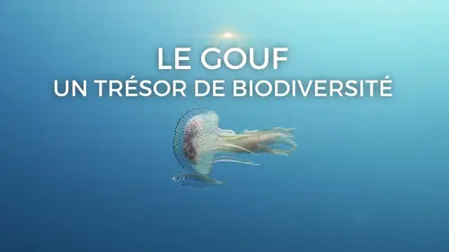 Le gouf, un trésor de biodiversité