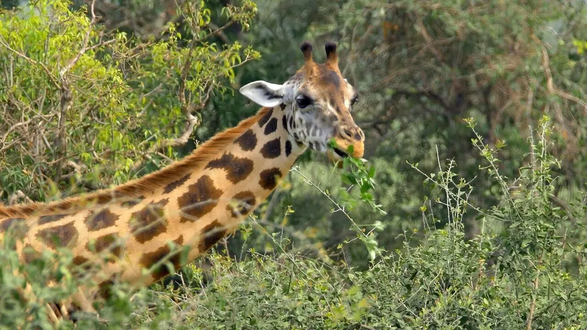 Le goût de la savane : Herbivores et carnivores, festins croisés