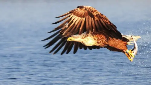 Le grand aigle de mer