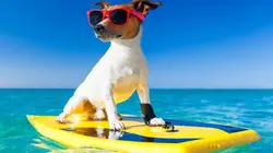 Le grand bêtisier Toussaint