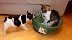 Le grand bêtisier Noël