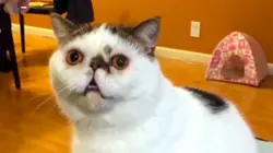 Le grand bêtisier Toussaint