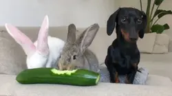 Le grand bêtisier Spécial Pâques