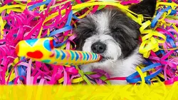 Le grand bêtisier Toussaint