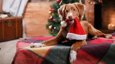 Le grand bêtisier de Noël