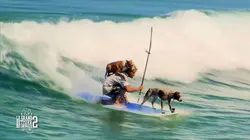 Le grand bêtisier des animaux