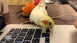 Sur Gulli à 21h05 : Le grand bêtisier des animaux