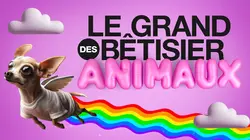 Sur Gulli à 21h05 : Le grand bêtisier des animaux