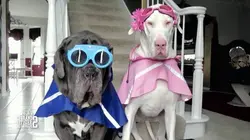 Le grand bêtisier des animaux 2018