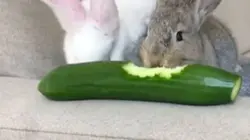 Le grand bêtisier des animaux 2018