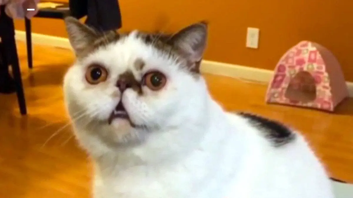 Le grand bêtisier des animaux 2018