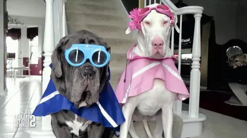 Le grand bêtisier des animaux 2018 Volume 5