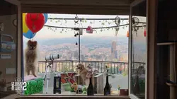 Le grand bêtisier des animaux