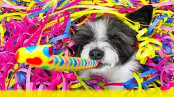 Le grand bêtisier des animaux