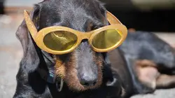 Le grand bêtisier des animaux