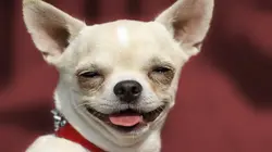 Le grand bêtisier des animaux S01E01