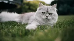 Le grand bêtisier des animaux S01E03