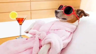 Le grand bêtisier des animaux S02E02
