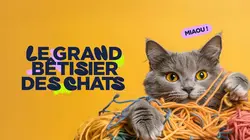 Sur 6ter à 21h10 : Le grand bêtisier des chats