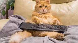 Le grand bêtisier Home Vidéo 2019