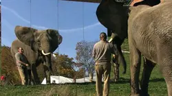 Visuel de Le grand chapiteau des animaux