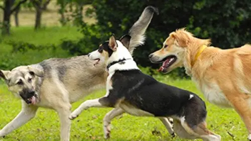 Casting Le grand chapiteau des animaux