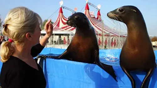 Le grand chapiteau des animaux E03 Les otaries