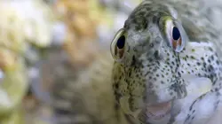 Le grand cirque des marées