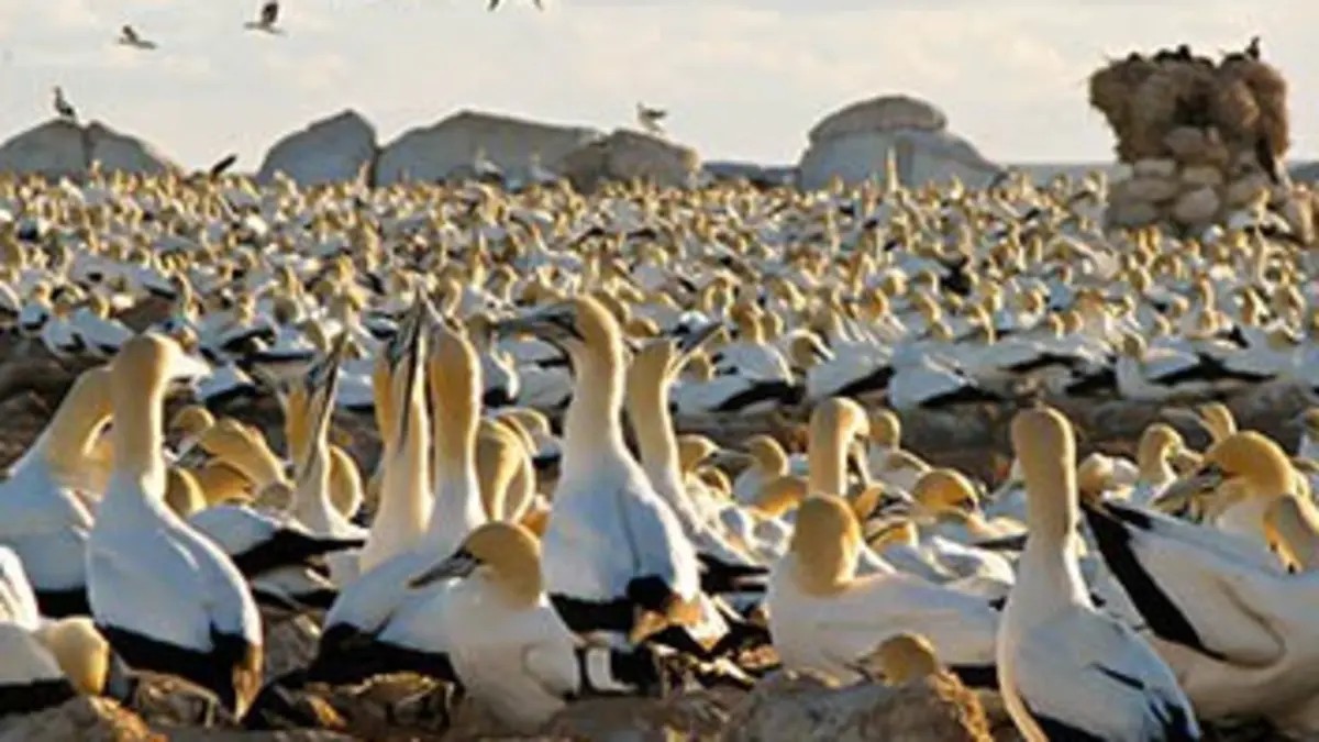 Le grand festin des fous du Cap