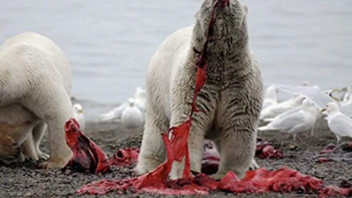 Le grand festin des ours polaires