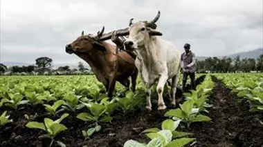 Honduras : l'empreinte des mayas