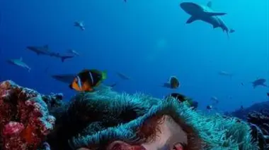 Polynésie : Tuamotu, l'archipel absolu