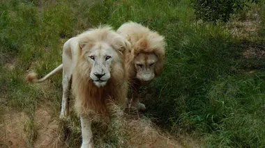 Afrique du Sud : sur le dos du dragon