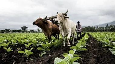 Honduras, l'empire de la nature