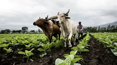 Honduras : l'empreinte des Mayas