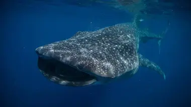 Honduras : du jardin de corail à la mystérieuse cité blanche