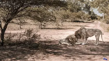 Afrique du Sud : savane sauvage