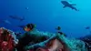 Le grand inventaire de la planète S01E00 Polynésie : Tuamotu, l'archipel absolu