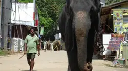 Visuel de Le grand rassemblement des éléphants