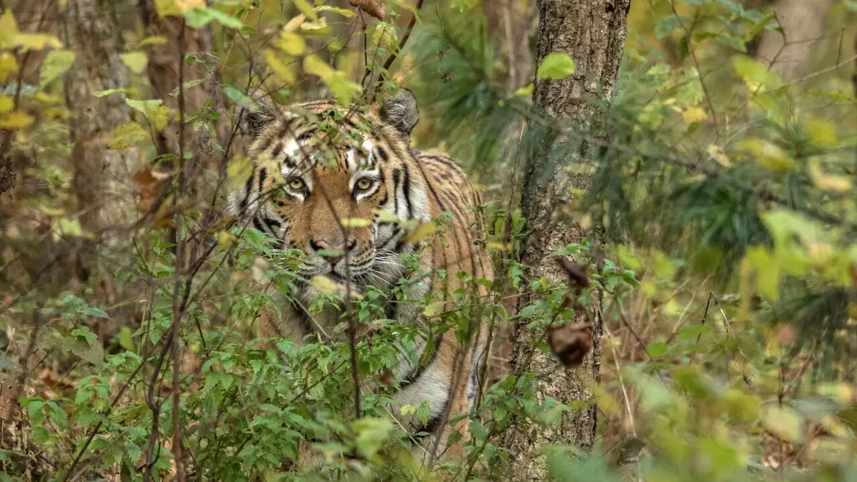 Casting Le grand retour du tigre de Sibérie
