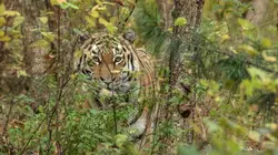 Visuel de Le grand retour du tigre de Sibérie