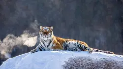 Le grand retour du tigre de Sibérie