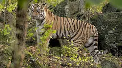 Le grand retour du tigre de Sibérie