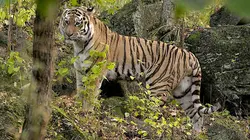 Le grand retour du tigre de Sibérie