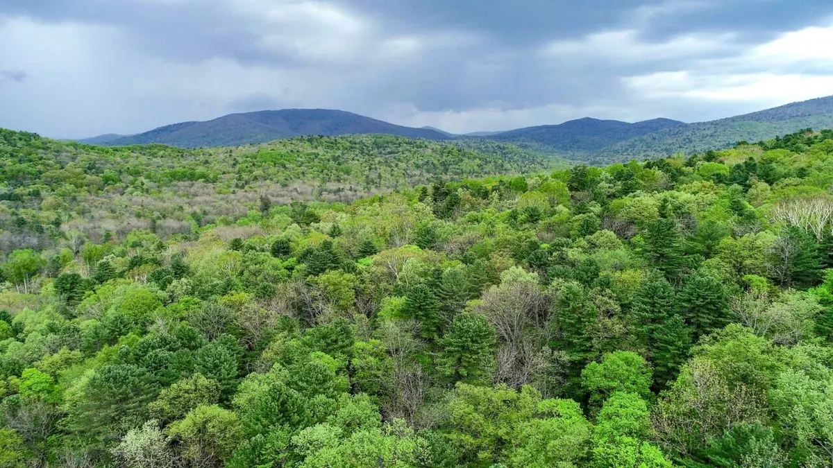 Le grand retour du tigre de Sibérie