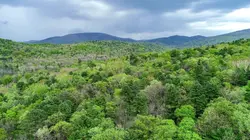 Le grand retour du tigre de Sibérie