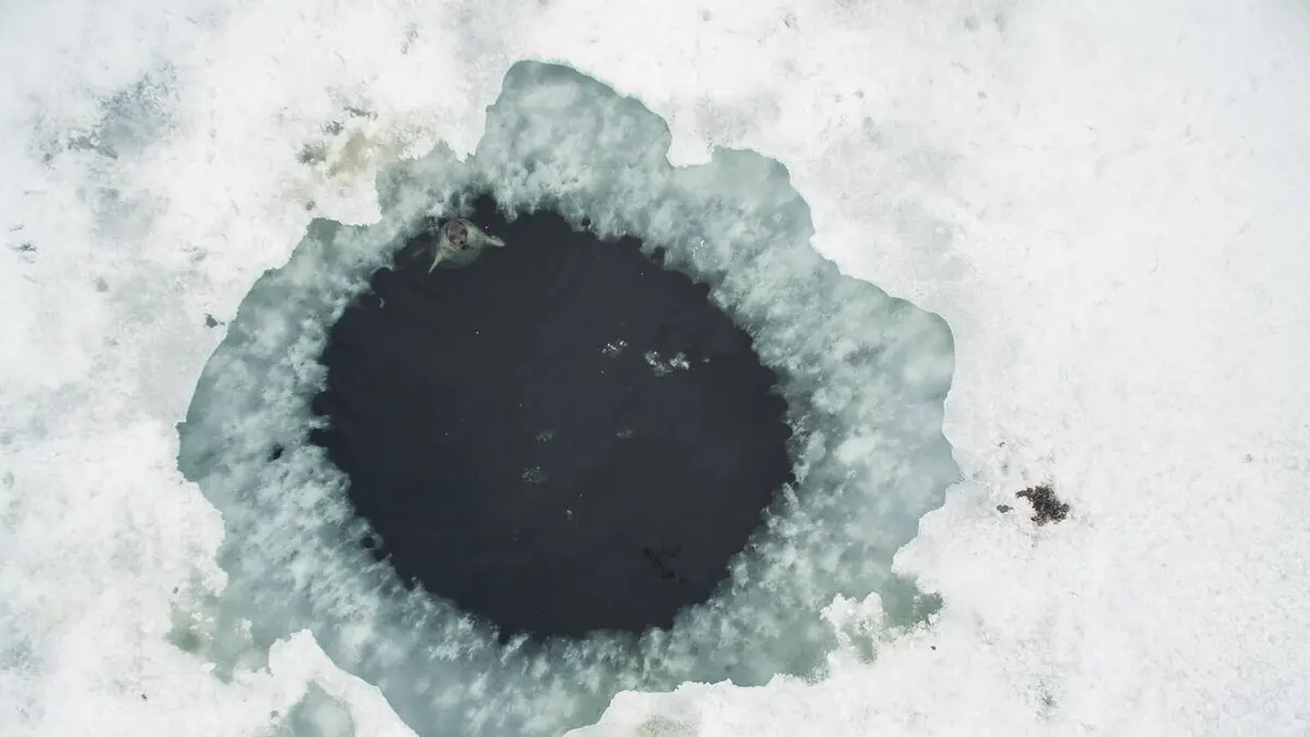 Le grand survol de la planète Arctique canadien : le règne du blanc