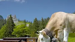 Visuel de Le grand tour de Suisse