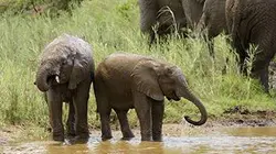 Visuel de Le grand voyage des éléphants