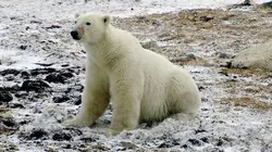 Le grand voyage des ours blancs